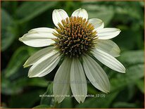 Echinacea purpurea &#39;Powwow White&#39;