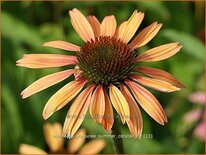 Echinacea purpurea 'Summer Cocktail'