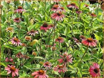 Echinacea purpurea 'Summer Cocktail'