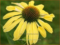 Echinacea purpurea &#39;Sunrise&#39;