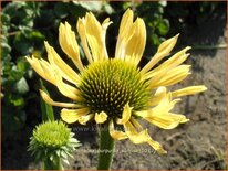 Echinacea purpurea &#39;Sunrise&#39;