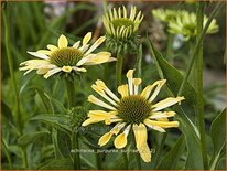 Echinacea purpurea &#39;Sunrise&#39;