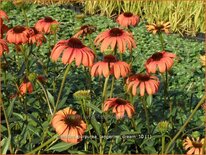 Echinacea purpurea &#39;Tangerine Dream&#39;