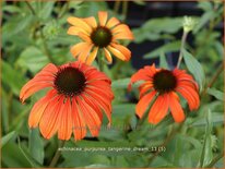 Echinacea purpurea &#39;Tangerine Dream&#39;