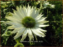 Echinacea purpurea &#39;Virgin&#39;