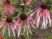 Echinacea pallida