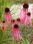 Echinacea pallida