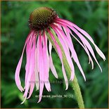 Echinacea pallida