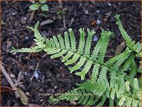 Dryopteris affinis &#39;Polydactyla Dadds&#39;