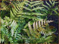 Dryopteris erythrosora &#39;Prolifica&#39;