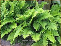 Dryopteris filix-mas