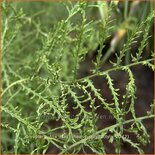 Dryopteris filix-mas 'Linearis Polydactyla'