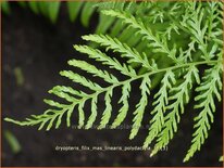 Dryopteris filix-mas 'Linearis Polydactyla'