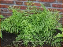 Dryopteris filix-mas 'Linearis Polydactyla'