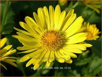 Doronicum orientale 'Little Leo'