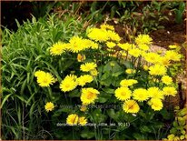 Doronicum orientale 'Little Leo'