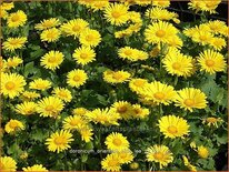 Doronicum orientale 'Little Leo'