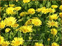 Doronicum orientale 'Little Leo'