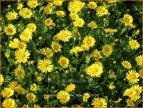 Doronicum orientale 'Little Leo'