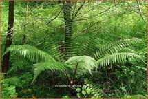 Dryopteris affinis