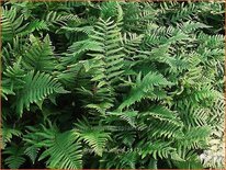 Dryopteris affinis