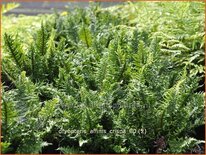 Dryopteris affinis &#39;Crispa&#39;