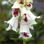 Digitalis purpurea &#39;Pam&#39;s Choice&#39;