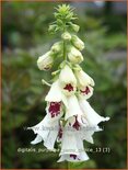 Digitalis purpurea &#39;Pam&#39;s Choice&#39;