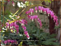 Dicentra spectabilis