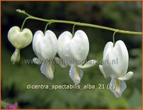 Dicentra spectabilis 'Alba'