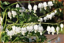 Dicentra spectabilis 'Alba'