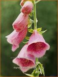 Digitalis &#39;Mertonensis&#39;