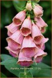 Digitalis &#39;Mertonensis&#39;