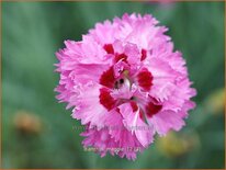 Dianthus &#39;Maggie&#39;