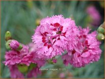 Dianthus &#39;Maggie&#39;