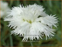 Dianthus 'Mrs Sinkins'