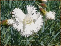 Dianthus &#39;Albus Plenus&#39;