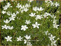 Dianthus deltoides &#39;Albiflorus&#39;