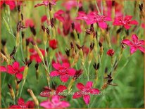 Dianthus deltoides &#39;Brilliant&#39;