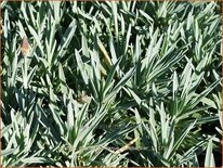 Dianthus gratianopolitanus 'Bombardier'