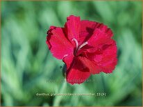 Dianthus gratianopolitanus 'Bombardier'