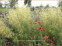 Deschampsia cespitosa 'Goldschleier'