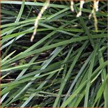 Deschampsia cespitosa &#39;Goldtau&#39;