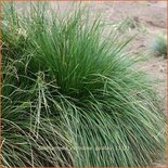 Deschampsia cespitosa &#39;Goldtau&#39;