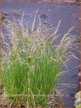 Deschampsia cespitosa &#39;Goldtau&#39;