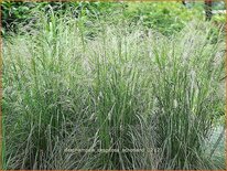 Deschampsia cespitosa 'Schotland'