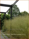 Deschampsia cespitosa 'Schotland'