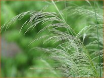 Deschampsia cespitosa 'Schotland'