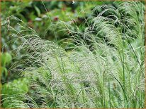 Deschampsia cespitosa 'Schotland'