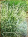 Deschampsia cespitosa 'Schotland'